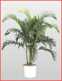 Jeren Tropicals - Palm Trees