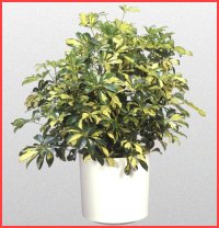 Jeren Tropicals - Green Plants