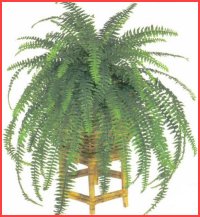 Jeren Tropicals - Foliage Trees and Plants