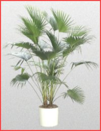 Jeren Tropicals - Palm Trees