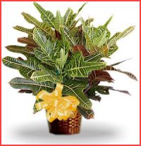 Jeren Tropicals - Green Plants