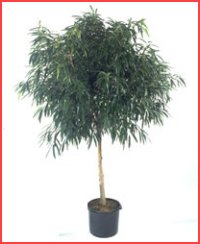 Jeren Tropicals - Green Plants