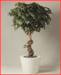 Jeren Tropicals - Green Plants