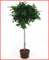 Jeren Tropicals - Green Plants