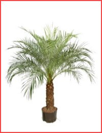 Jeren Tropicals - Palm Trees
