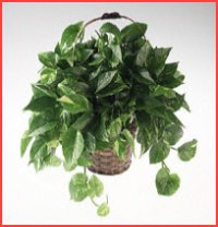 Jeren Tropicals - Green Plants